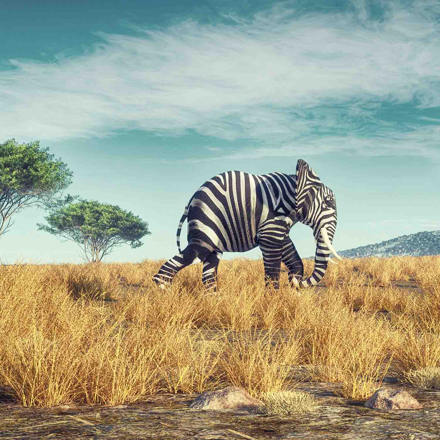 Wandbilder XXL Elefant und Zebra in Savanne